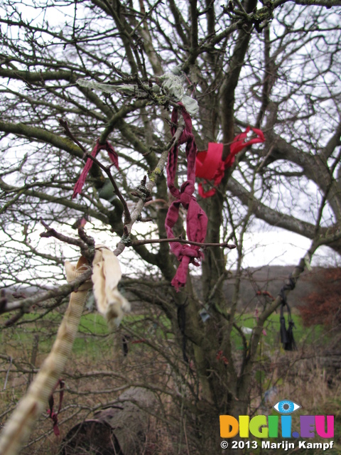 SX33111 Ribbons in tree near Tinkinswood burial chamber